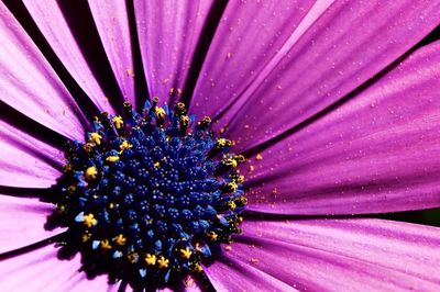 Full frame shot of purple flower