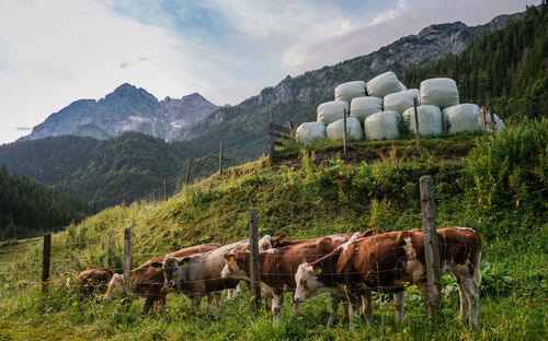 Cows standing by fence on field against mountains