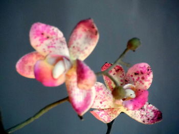 Close-up of pink flowers