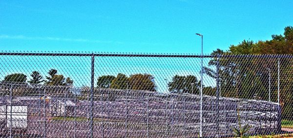 Trees against clear blue sky