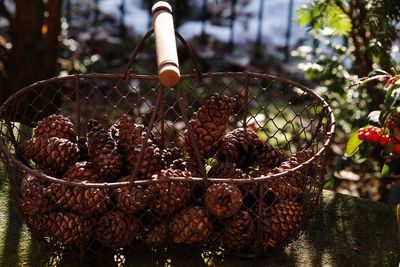 Close-up of fruits in basket on tree