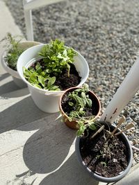 High angle view of potted plants on table