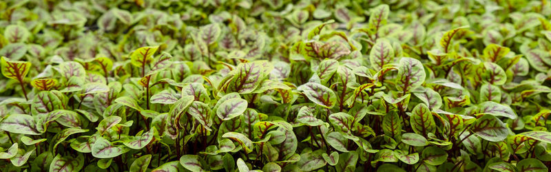 Green leaves of edenvia lettuce grown on a microfarm using the agroponic method.
