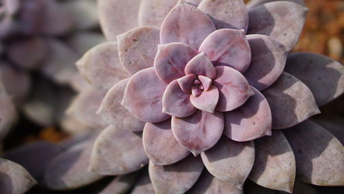 Close-up of pink succulent plant