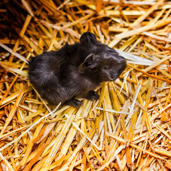 High angle view of black newborn guinea pig on hay