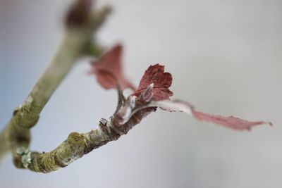 Close-up of flower against blurred background