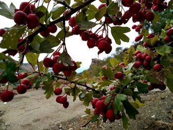 Low angle view of apples growing on tree