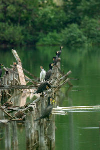 Birds perching on a tree