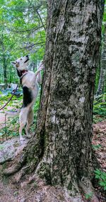 Dog on tree trunk in forest