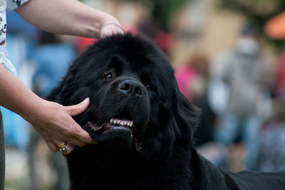 Midsection of woman with dog