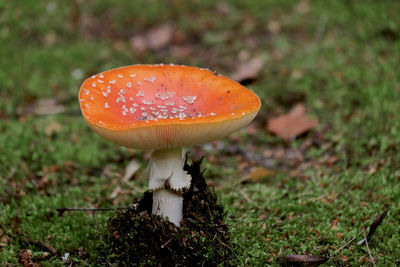 Close-up of fly agaric mushroom on field