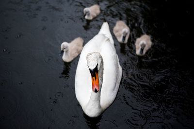 High angle view of swan and cygnets swimming on pond