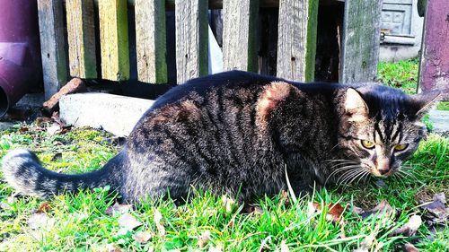 Portrait of cat lying on grass