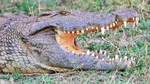 Close-up of crocodile on grassy field