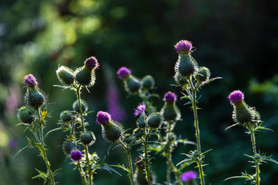 Close-up of purple thistle flowers