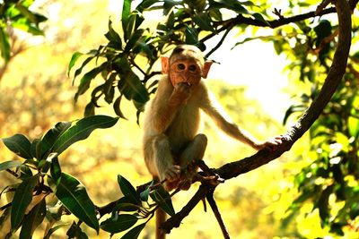 Low angle view of bird perching on branch