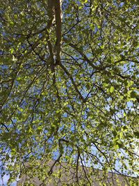 Low angle view of flowering tree against sky