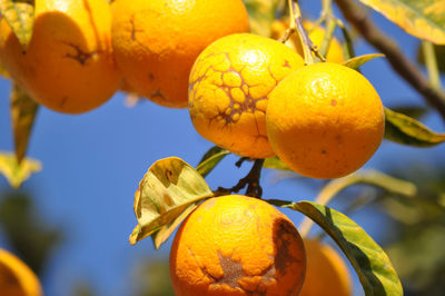 Close-up of oranges on branch