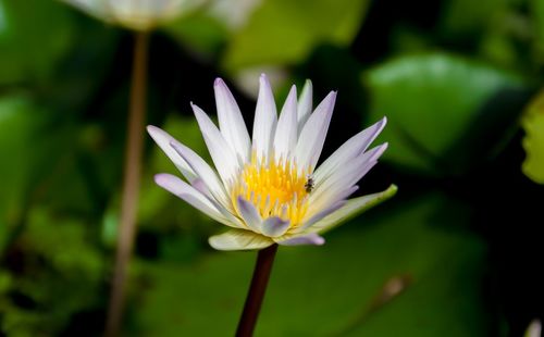 Close-up of white water lily