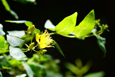 Close-up of insect on plant