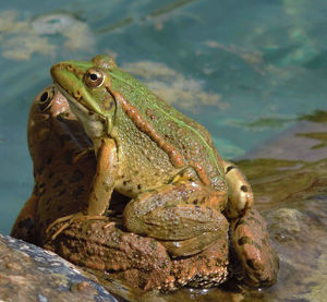 Close-up of frog on rock