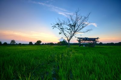 Scenic view of agricultural field against sky during sunset