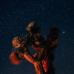 Low angle view of fireworks against sky at night