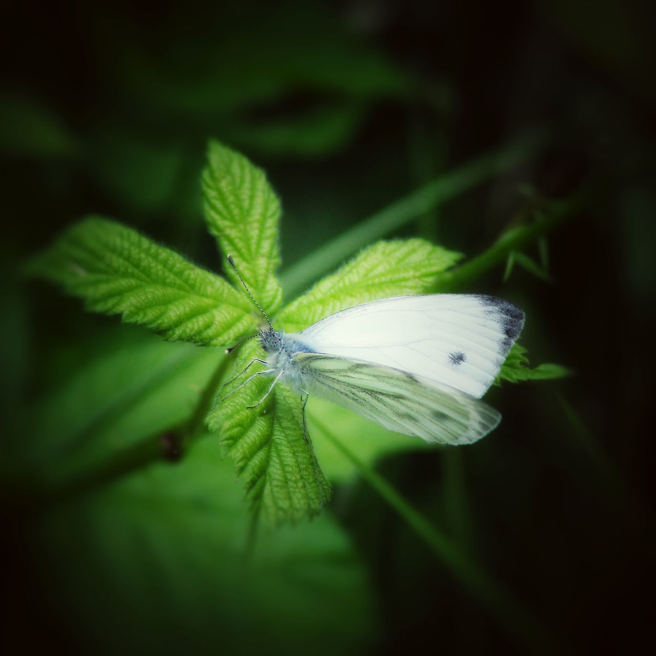 green, nature, plant, macro photography, close-up, leaf, beauty in nature, flower, plant part, insect, petal, no people, animal, animal themes, animal wildlife, butterfly, one animal, freshness, flowering plant, wildlife, growth, fragility, outdoors, moths and butterflies, selective focus, focus on foreground, plant stem
