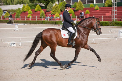 Side view of horse running