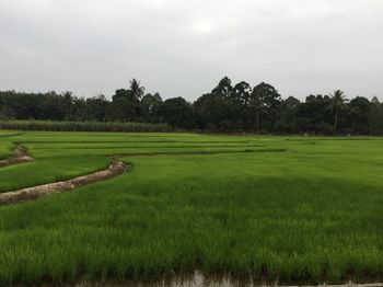 Scenic view of agricultural field against sky