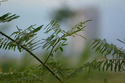 Close-up of pine tree