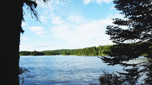 Scenic view of lake in forest against sky