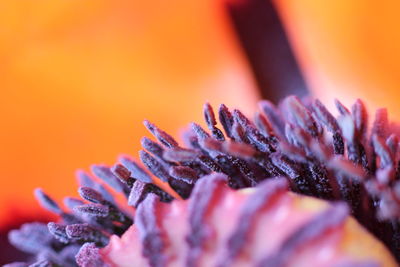 Close-up of cropped flower over orange background
