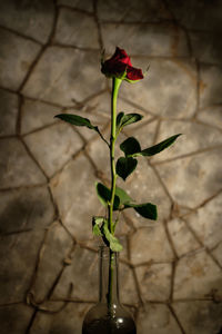 Close-up of red flowers