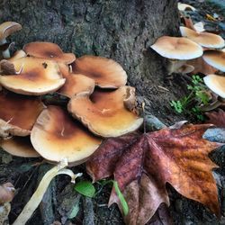 High angle view of mushrooms