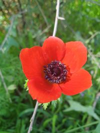 Close-up of red flower