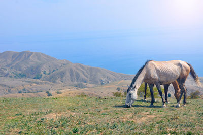 View of horse on field by mountain against sky