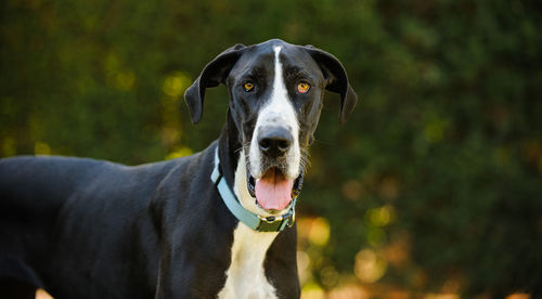 Close-up portrait of dog