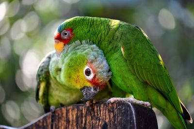 Close-up of parrot perching on tree