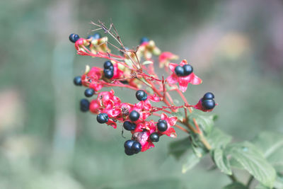 Close-up of red berries growing on plant