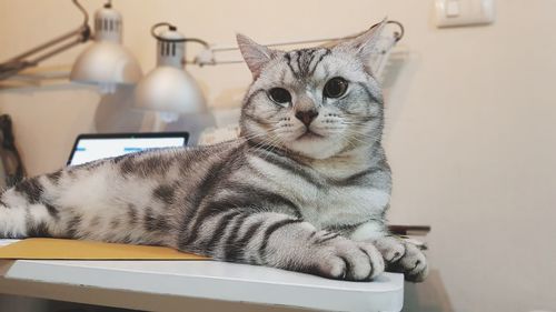 Portrait of cat sitting on table