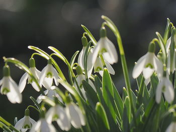 Close-up of white flowering plant