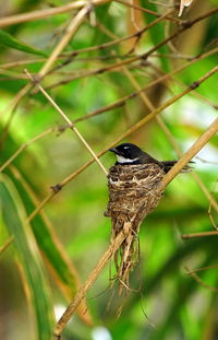 Close-up of a bird perching on branch