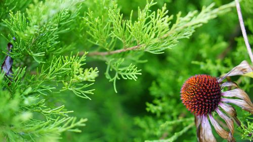 Close-up of plants