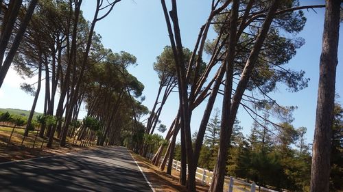 Low angle view of trees against sky