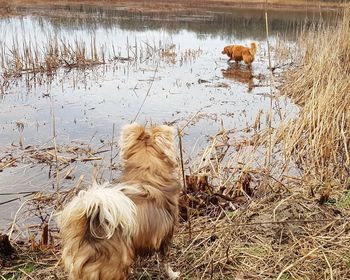 Dog standing on field by lake