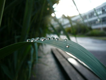 Close-up of raindrops on blade of grass