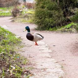 Mallard duck on field