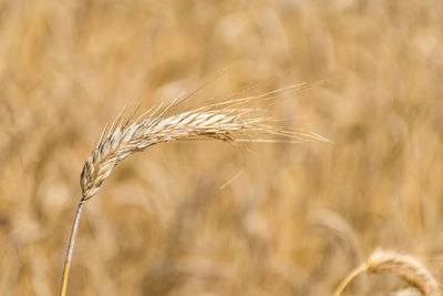 Wonderful field of yellow wheat ears ready to be harvested in summer, close up