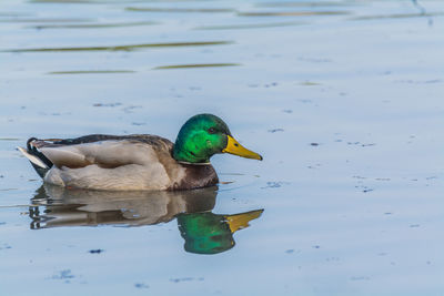 Close-up of duck swimming on lake